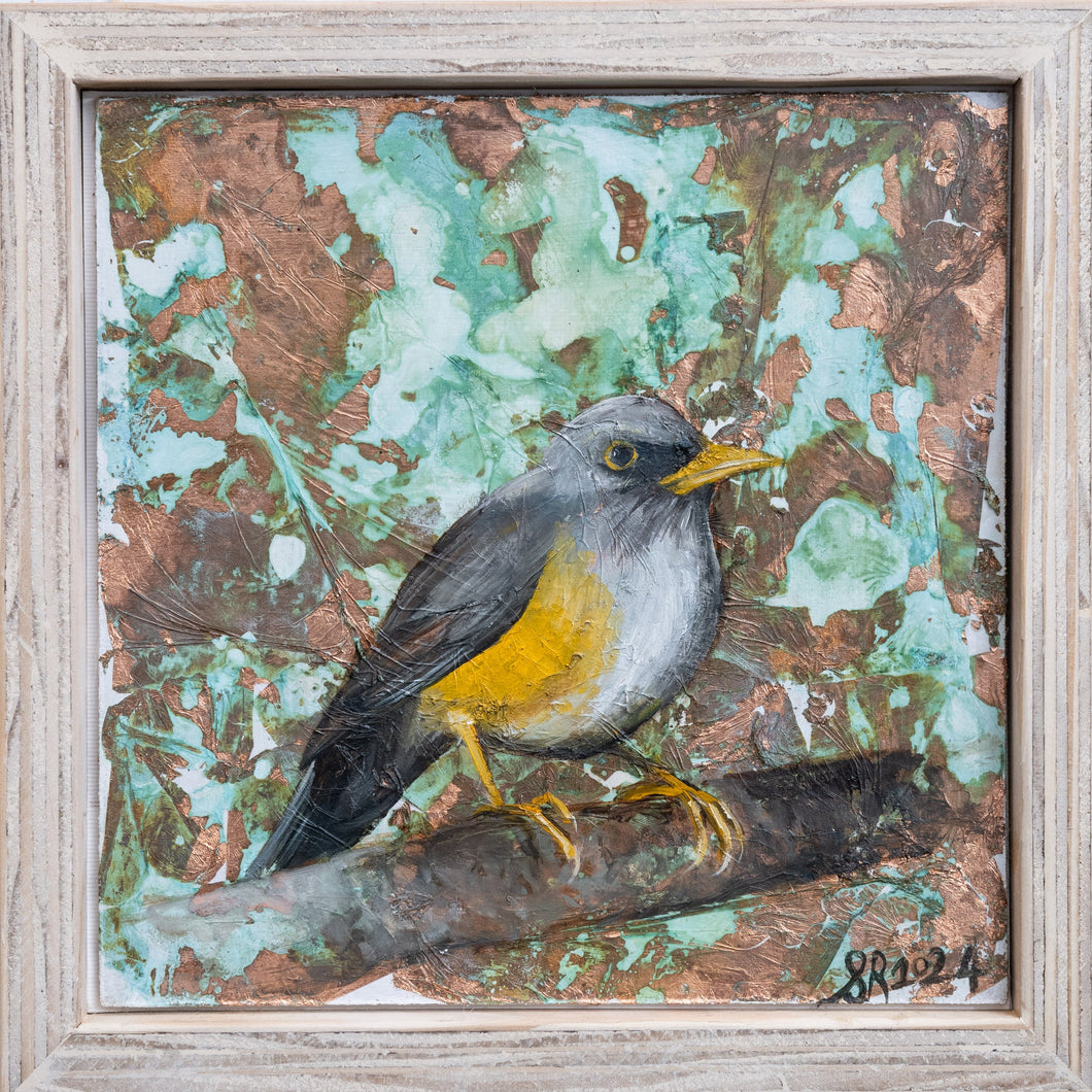 Olive Thrush